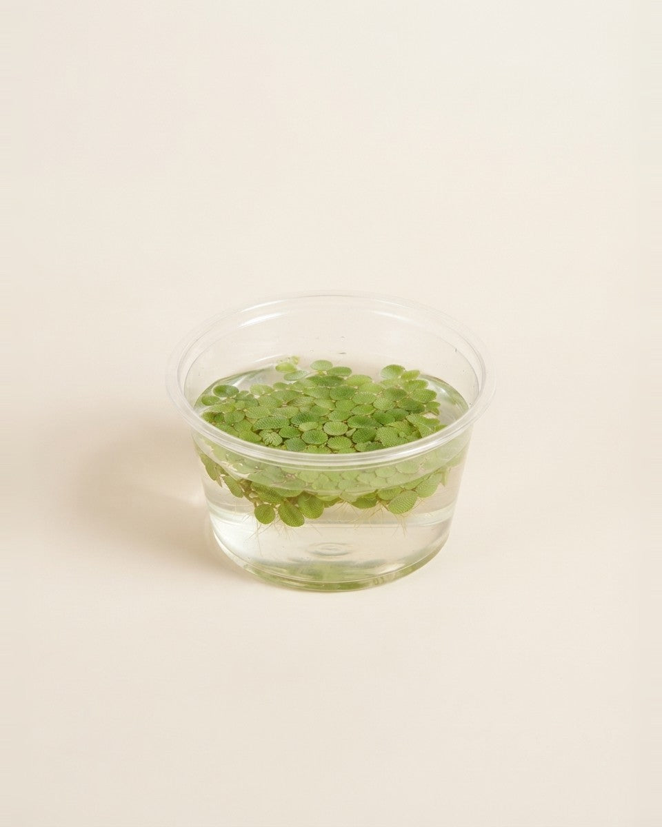Aquarium Floating Plant Salvinia Minima حوض سمك
