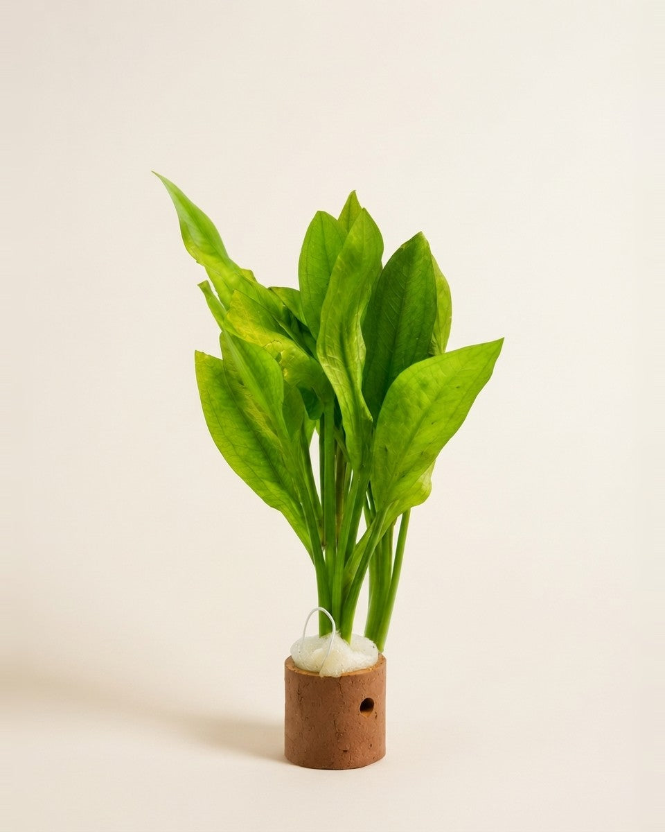 Aquarium Plant Amazon Sword (Echinodorus Bleheri) حوض سمك