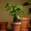 Pachira Aquatica (Money Tree) باشيرا أكواتيكا