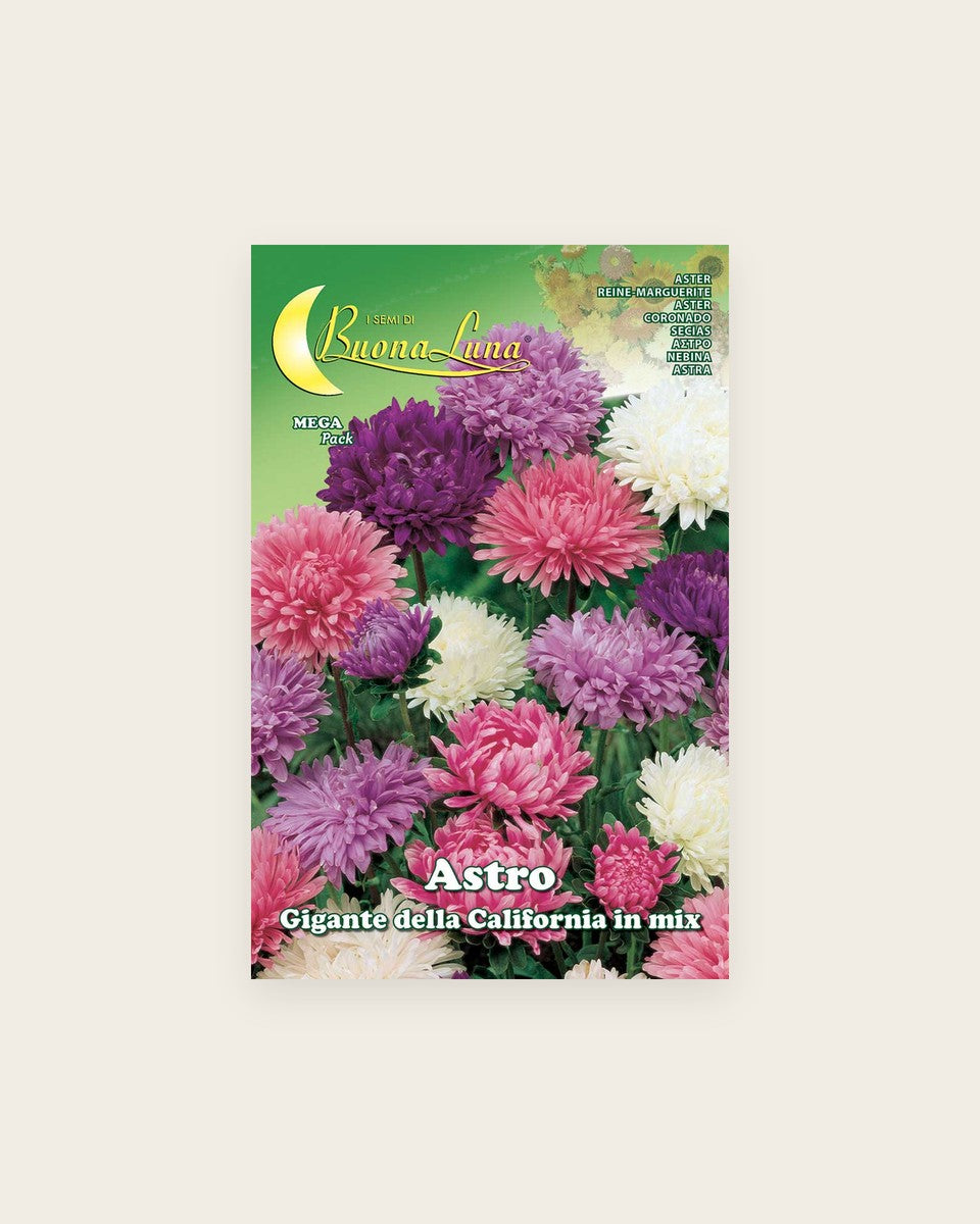 Aster 'California Giant' Seeds أستر “كاليفورنيا” العملاق