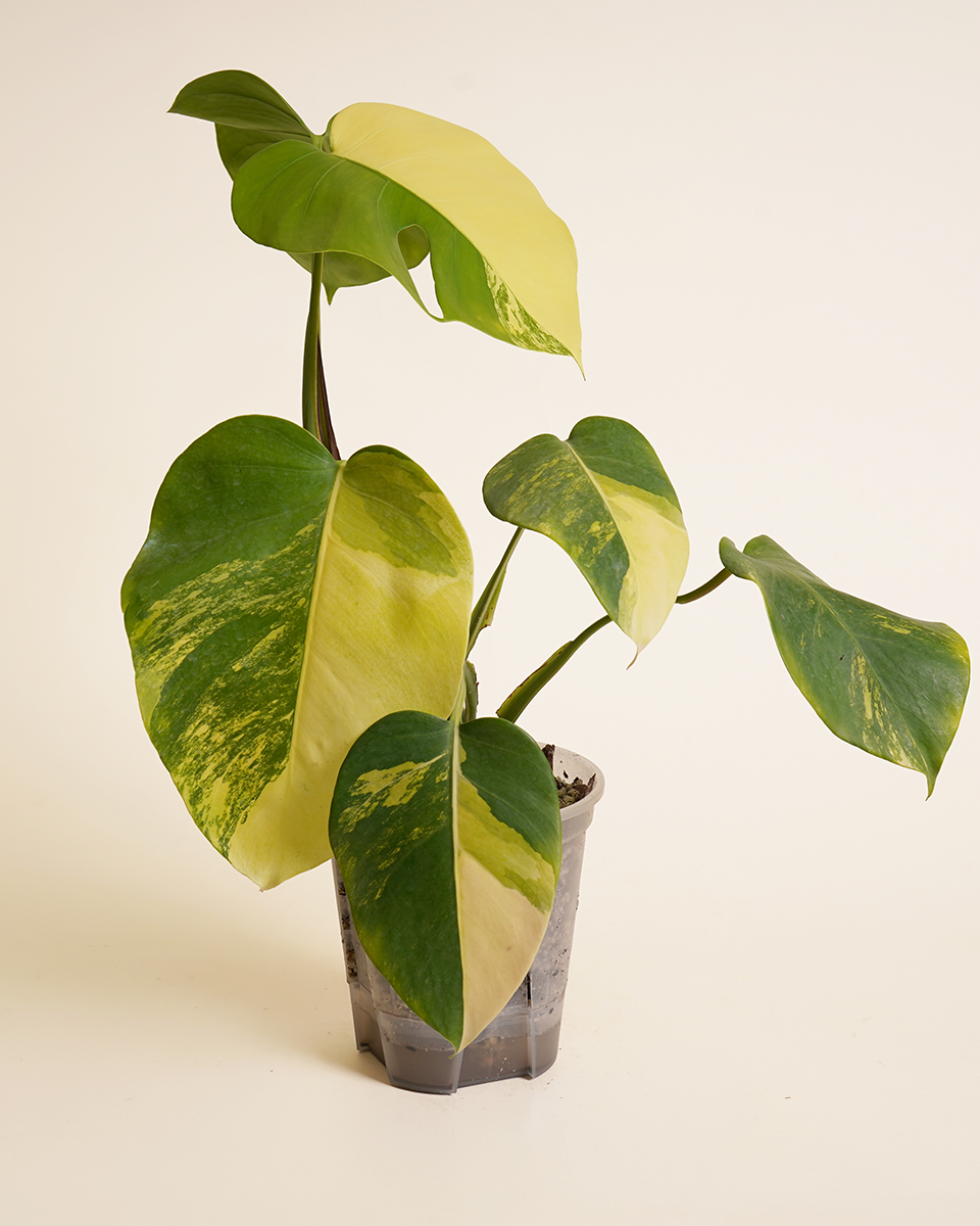 Monstera Deliciosa Aurea (A-Grade)