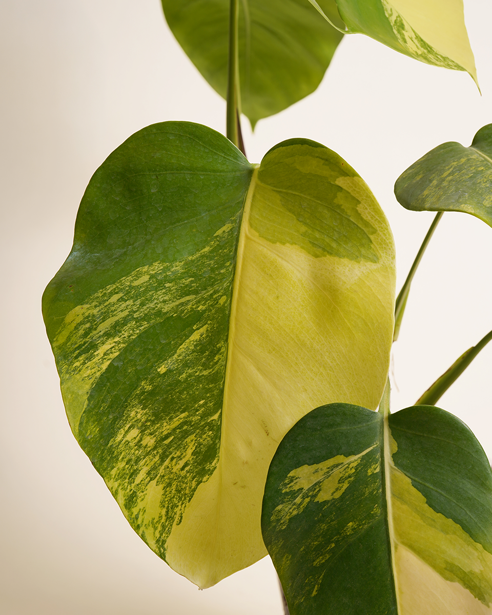 Monstera Deliciosa Aurea (A-Grade)