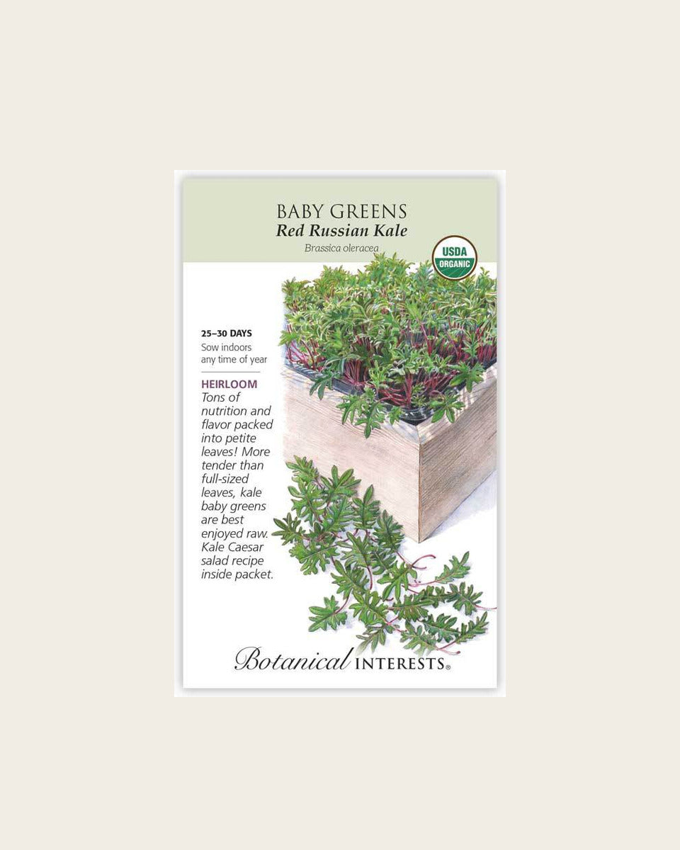 Baby Greens, Red Russian Kale Baby Greens Seeds – Organic, Heirloom
