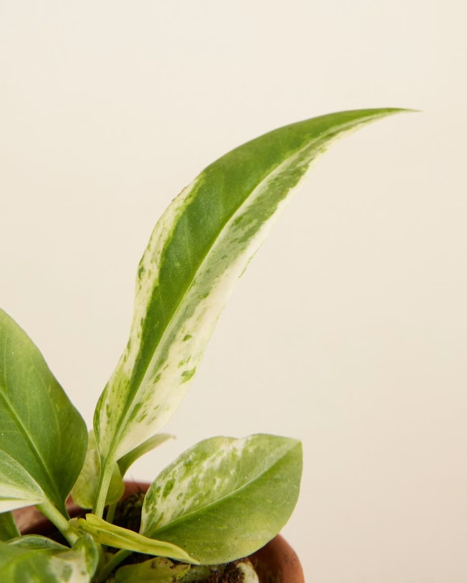 Anthurium Vittarifolium Variegata