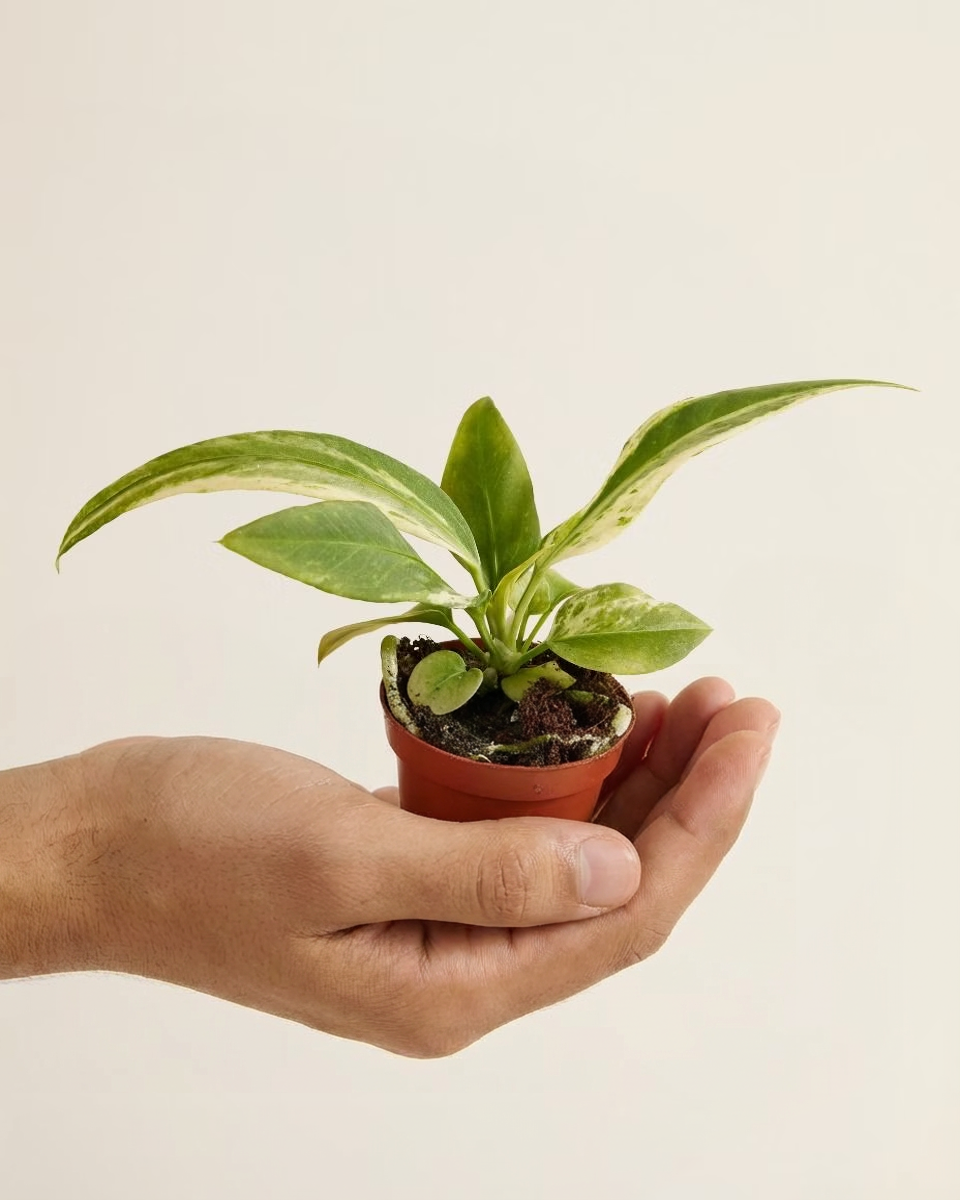 Anthurium Vittarifolium Variegata