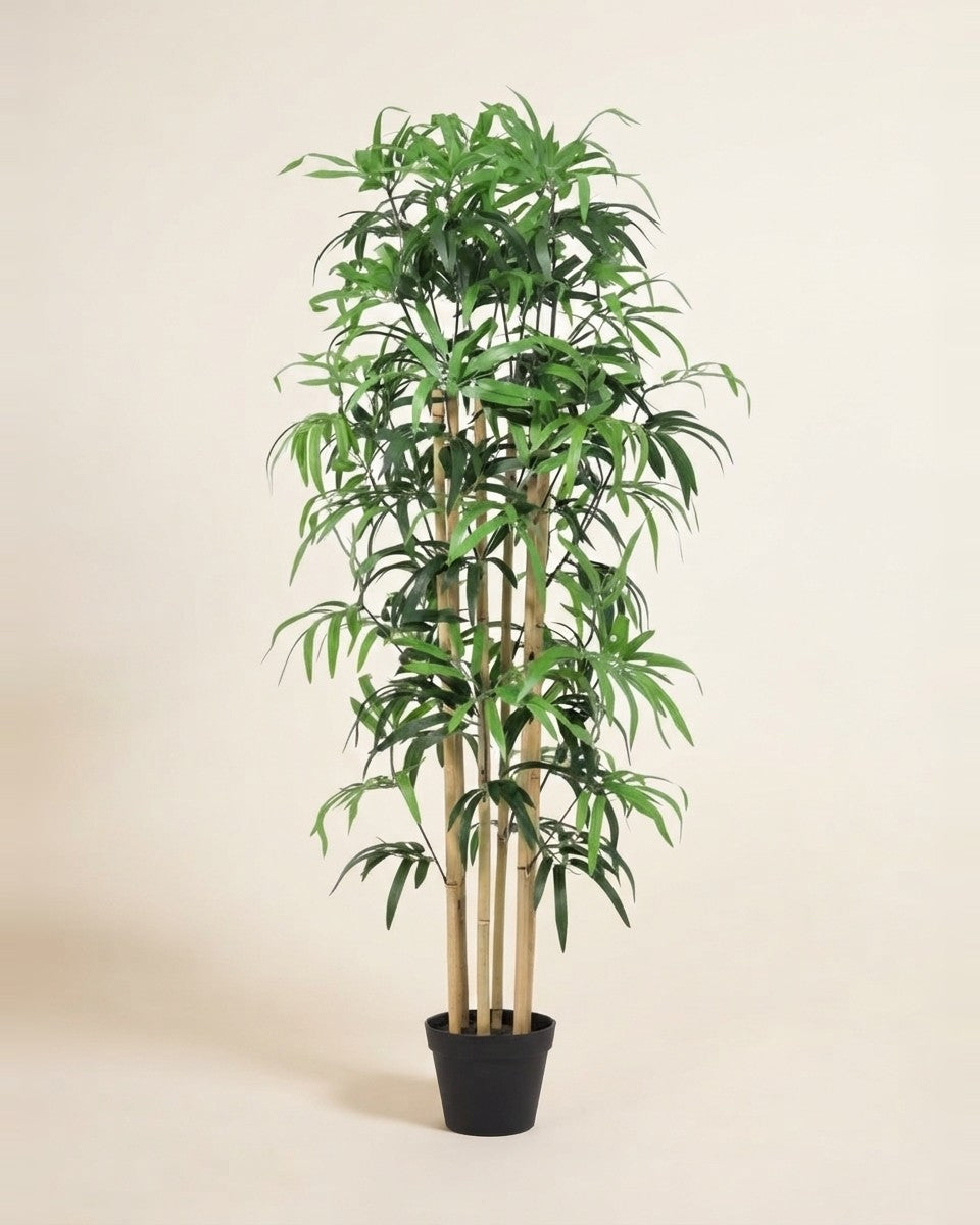 Bamboo 183Ivs Potted plant