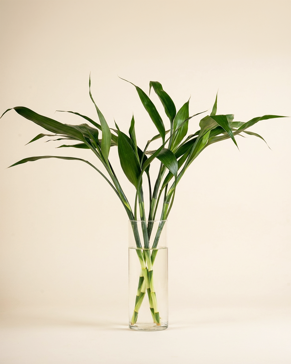 Lucky Bamboo with Glass Vase نبتة البامبو