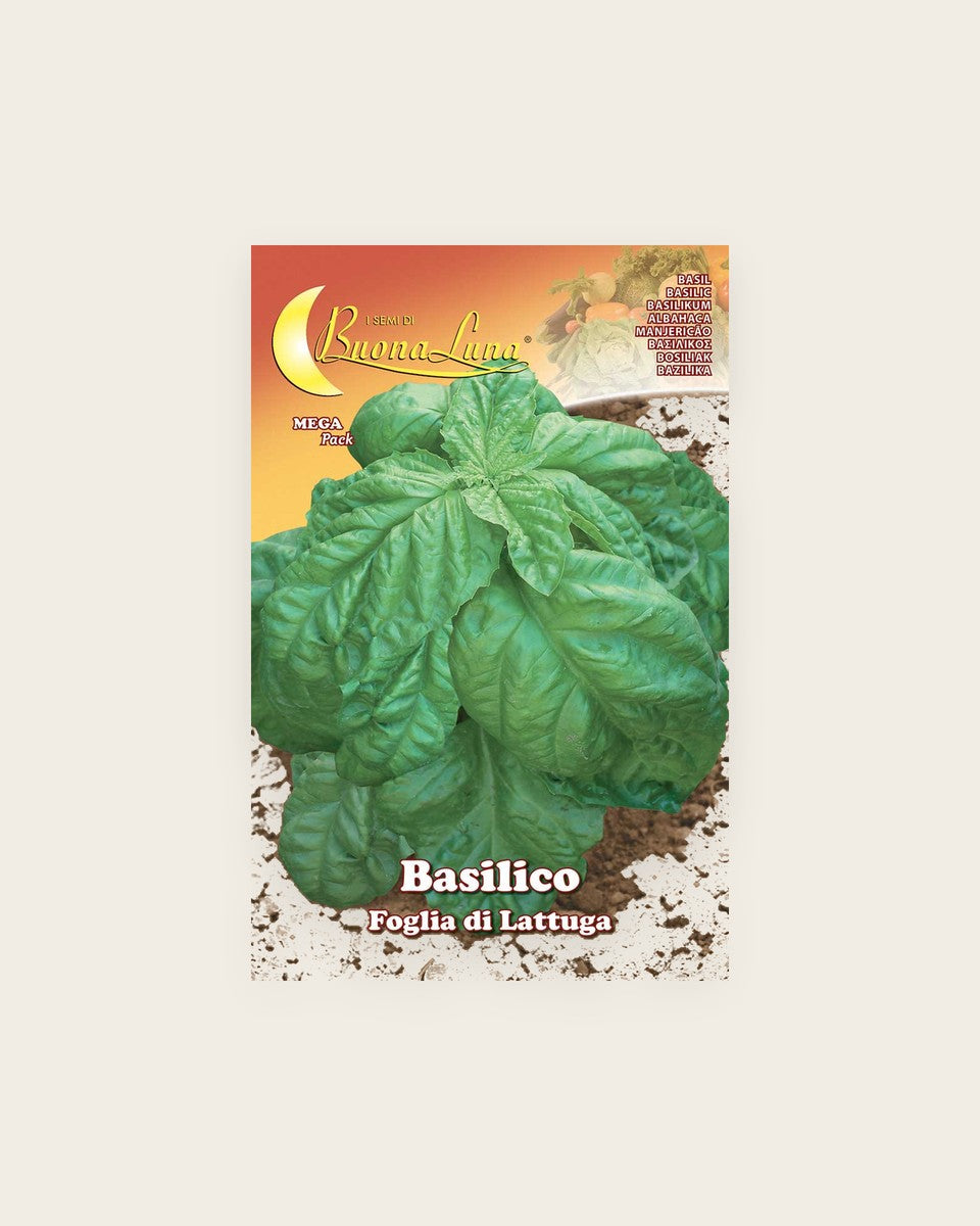 Basil 'Lettuce Leaf' ريحان