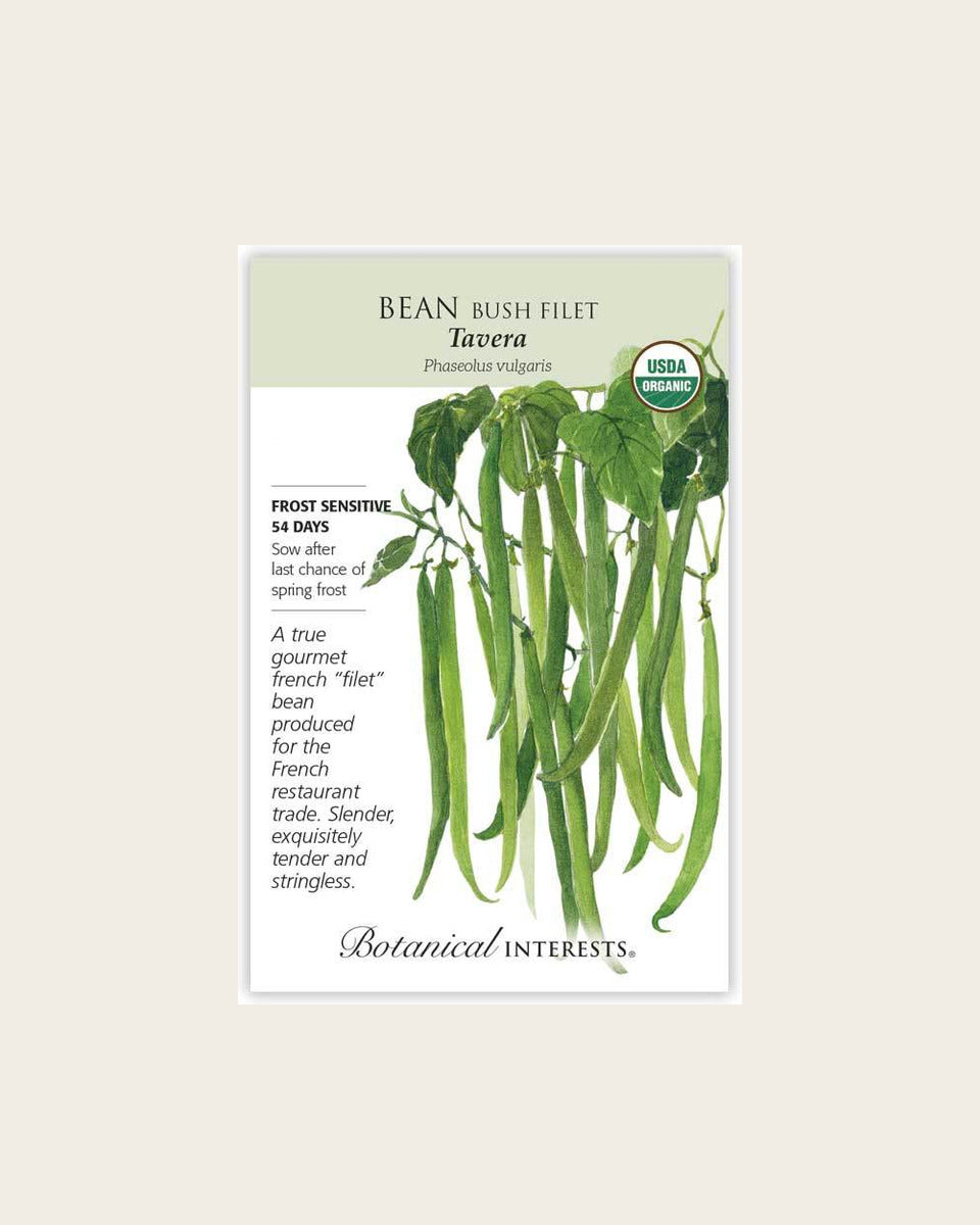 Bean (Bush Filet), Tavera Filet Bush Bean Seeds – Organic