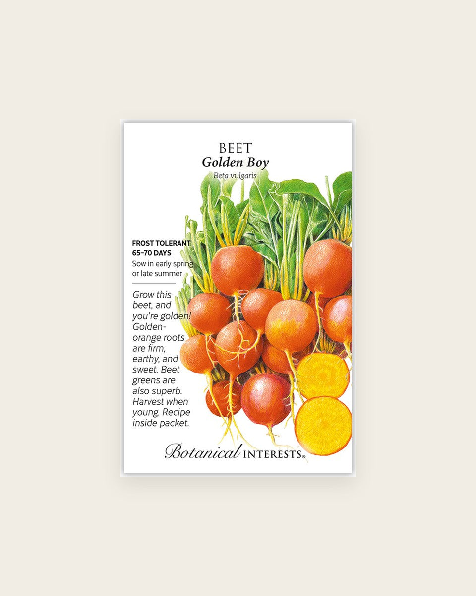 Beet, Golden Boy Beet Seeds