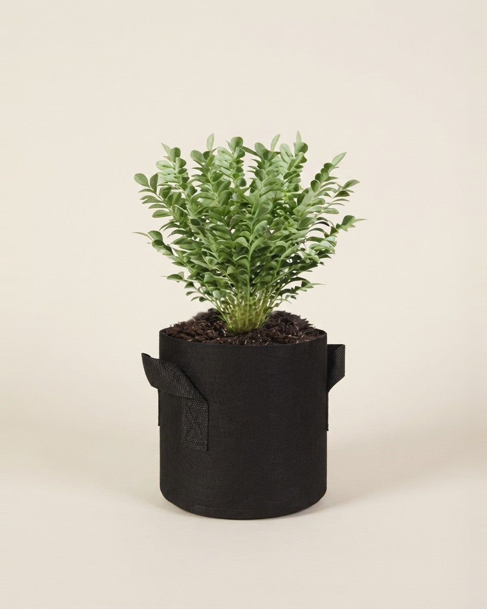 Black Fabric Pot – Smart Pot أصيص قماش أسود – سمارت بوت حوض