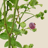 Blueberry Plant نبات خارجي - توت بلو بيري