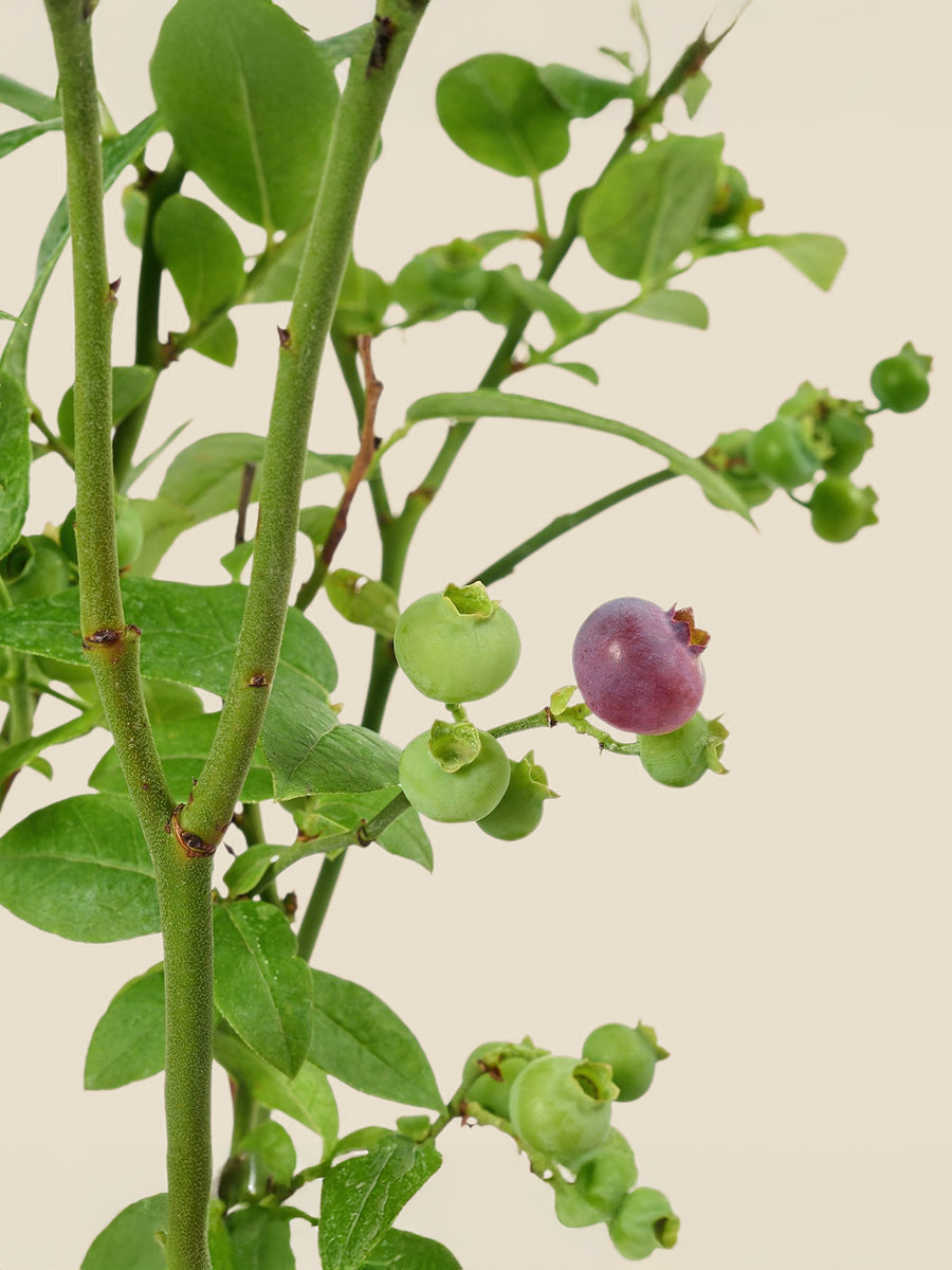 Blueberry Plant نبات خارجي - توت بلو بيري