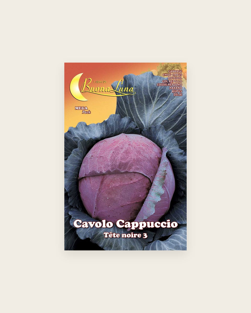 Cabbage Cavolo 3
