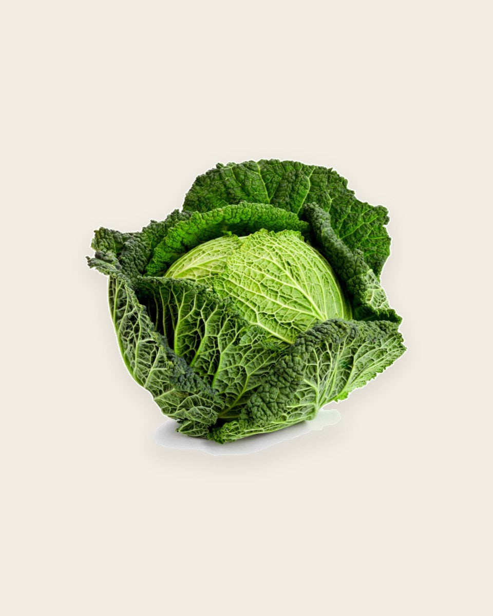 Cabbage Verza Vertus Seeds بذور ملفوف عضوية