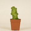 Baby Blue Myrtle-Cactus