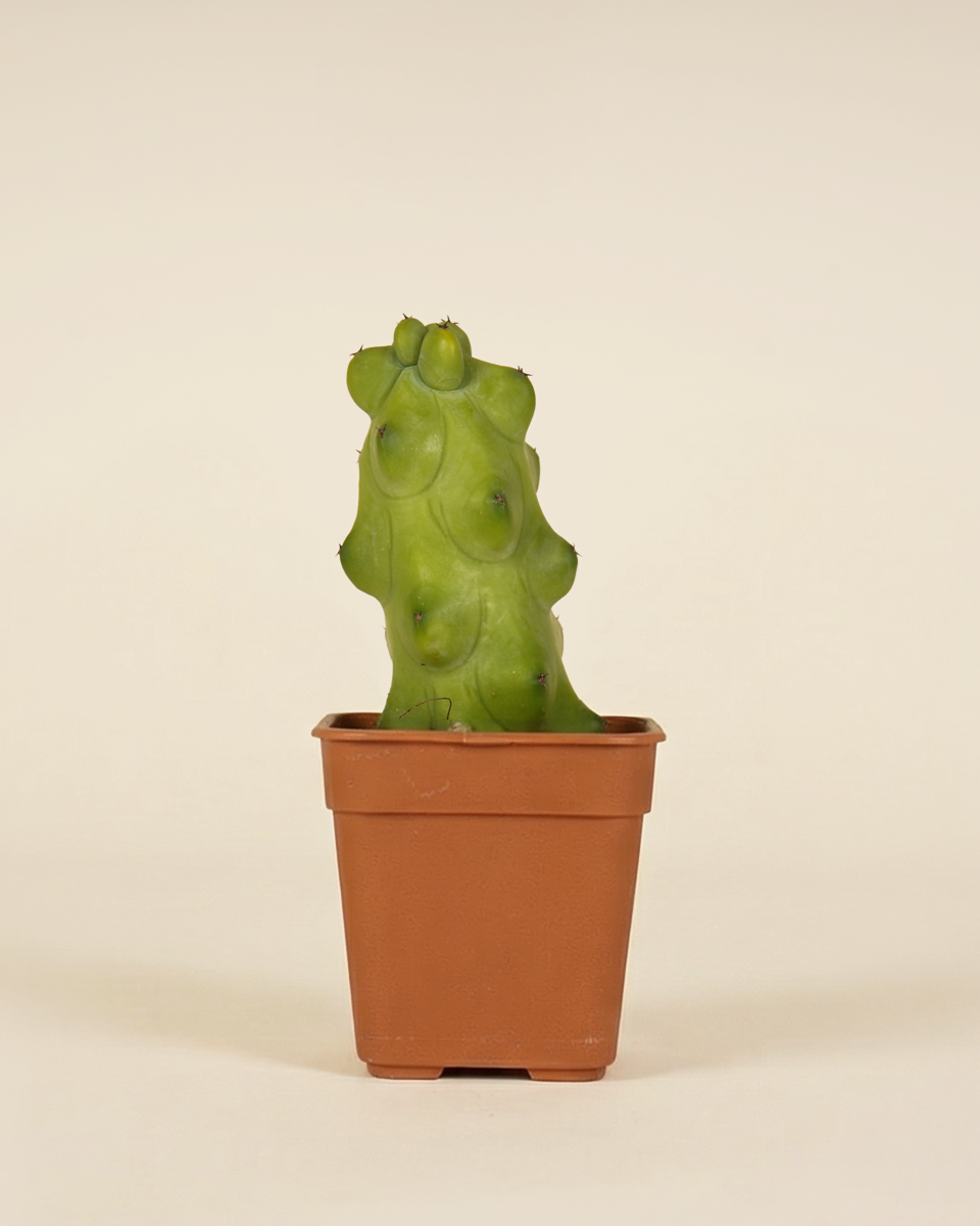 Baby Blue Myrtle-Cactus