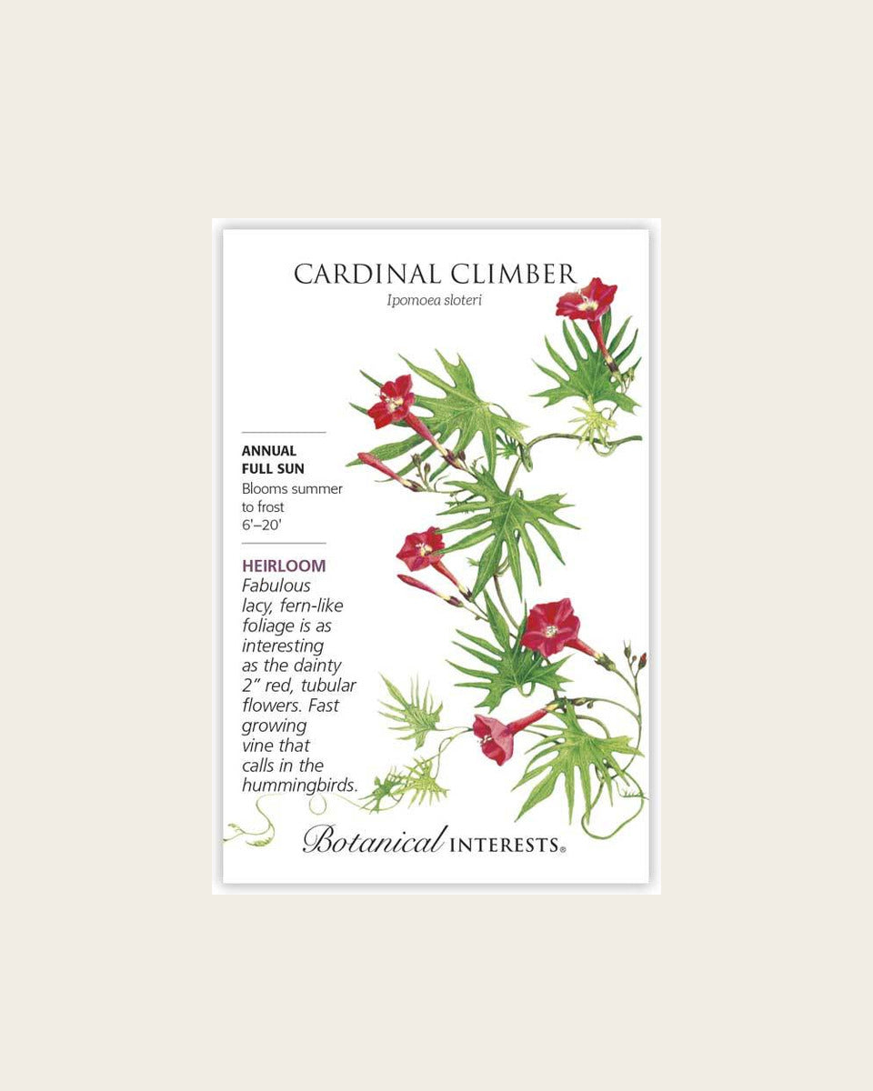Cardinal Climber Seeds – Heirloom