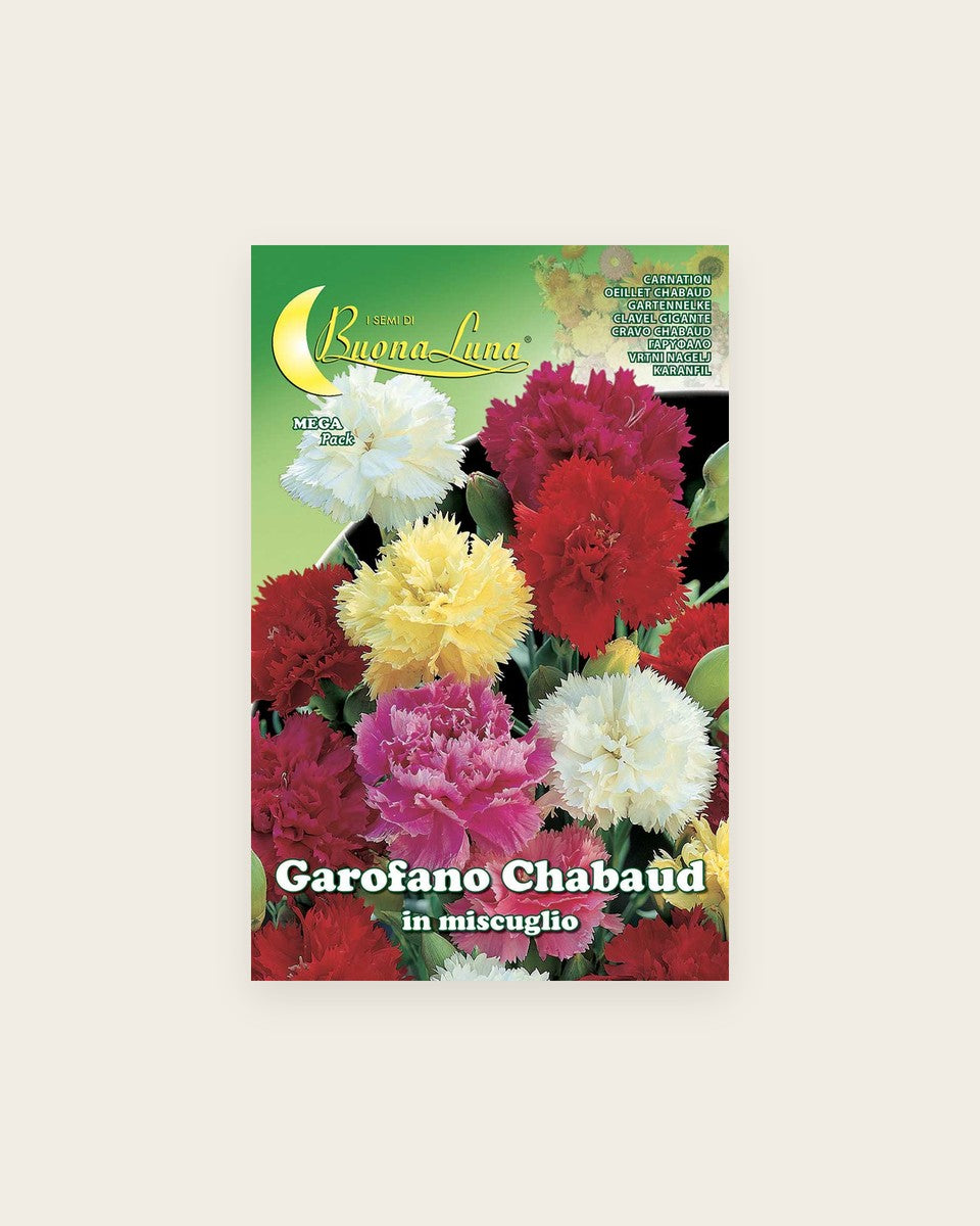 Carnation قرنفل