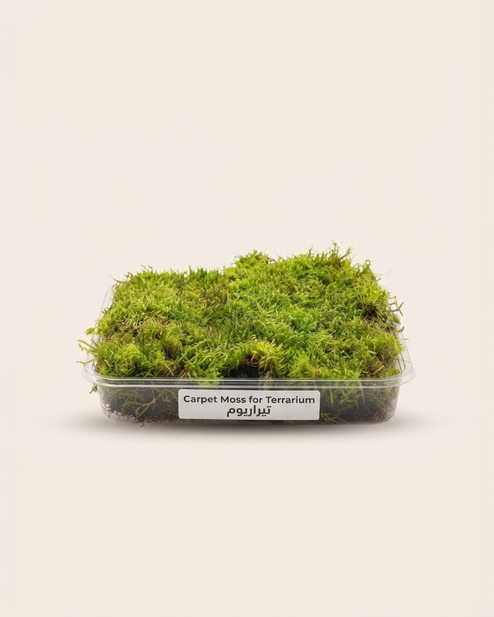 Carpet Moss for Terrarium تيراريوم