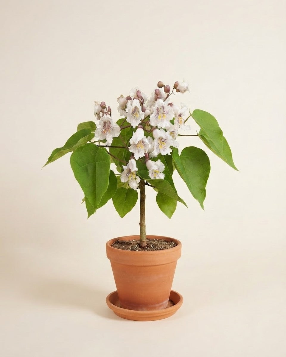 Catalpa Shade Tree Seeds بذور شجرة كاتالبا