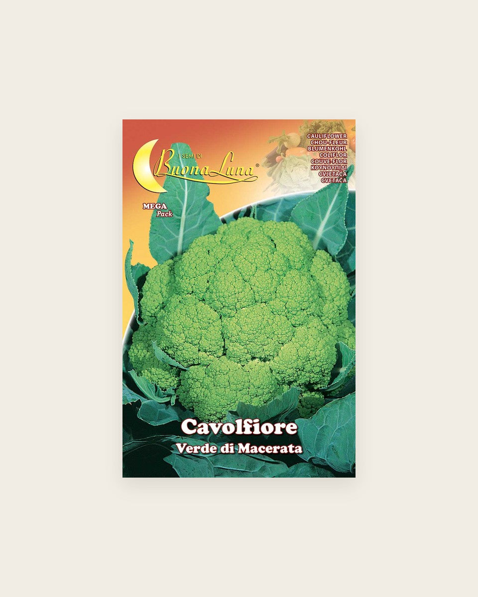 Cauliflower 'Verde di Macerata' Seeds زهرة – قرنبيط “فيردي دي ماتشيراتا”