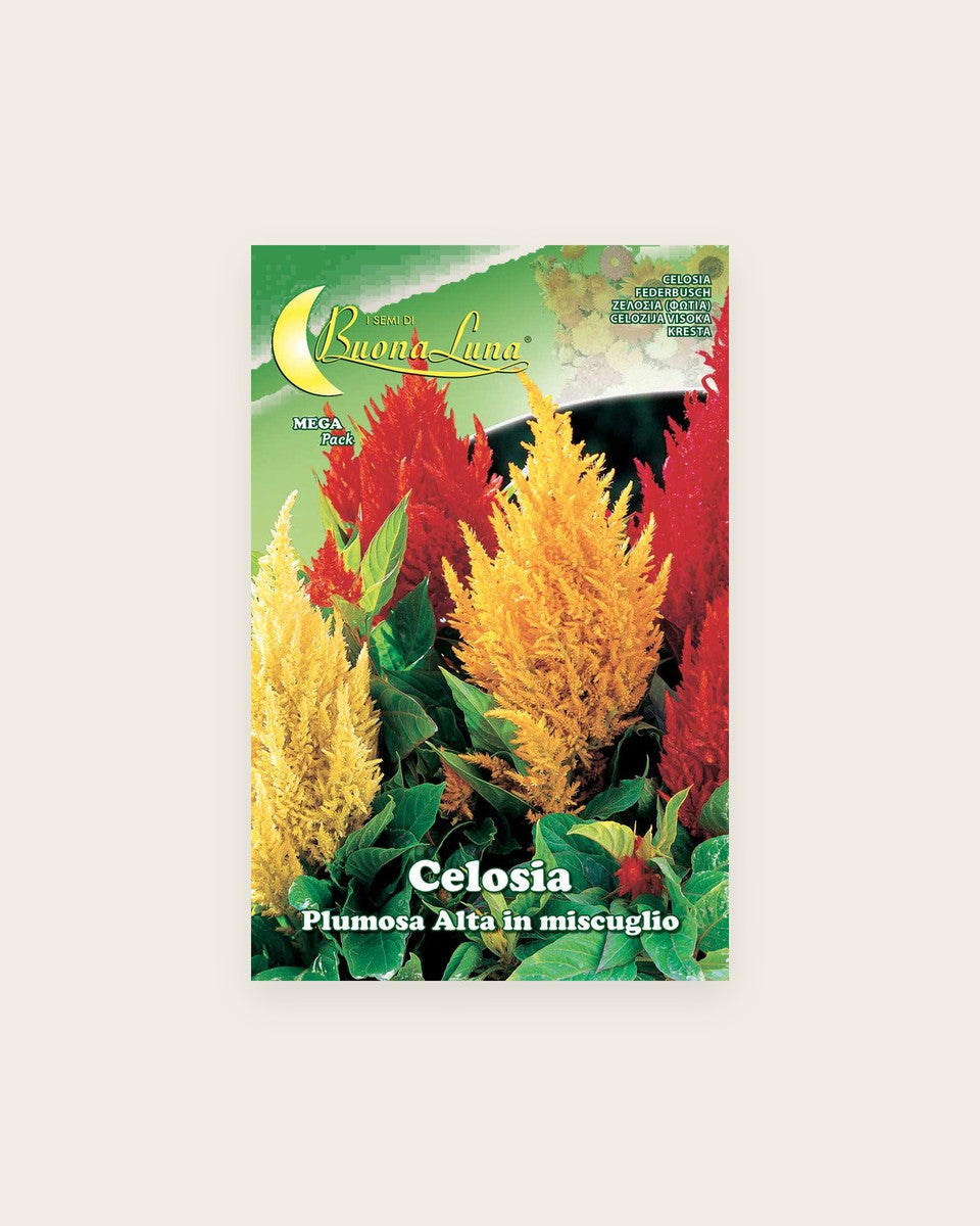 Celosia 'Plumosa Tall Mix' (Plume Type)