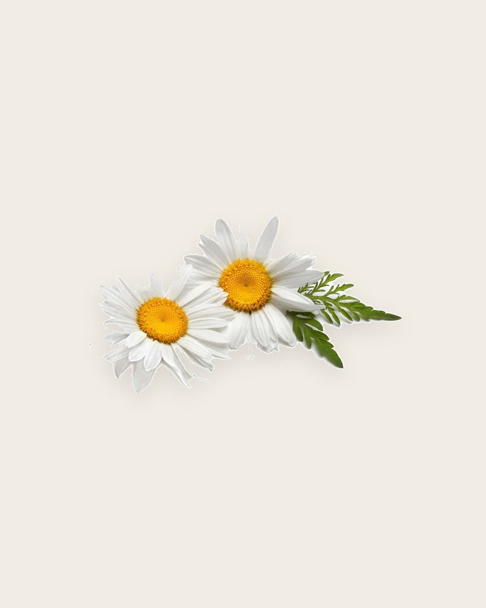 Chamomile Seeds بذور البابونج