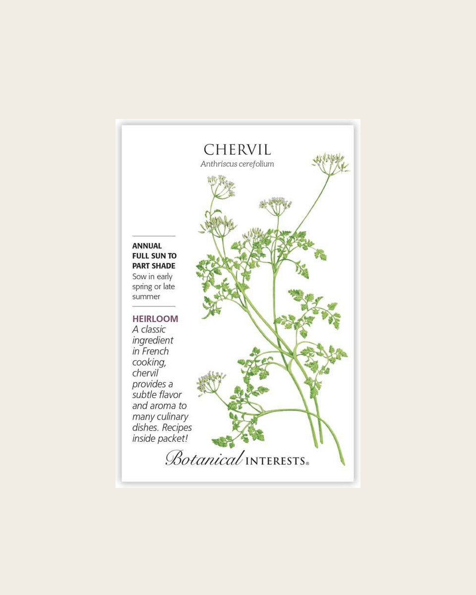 Chervil, Chervil (French/ Gourmet Parsley) Seeds – Heirloom