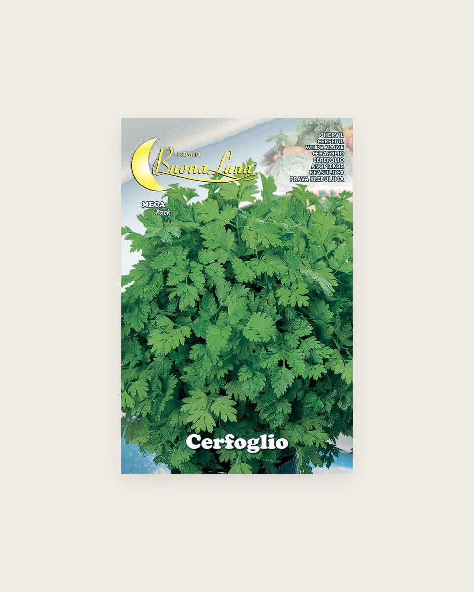 Chervil