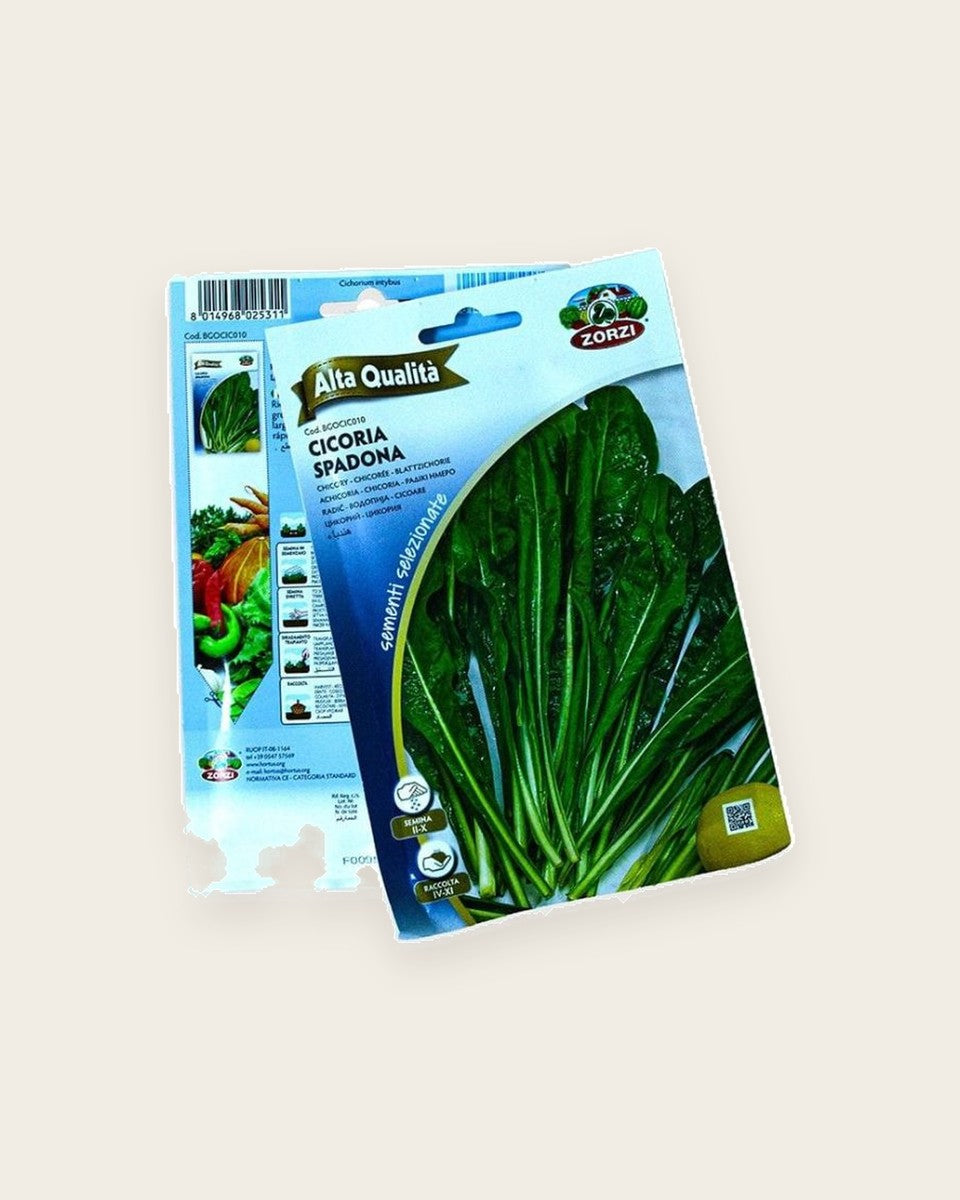 Chicory Seeds