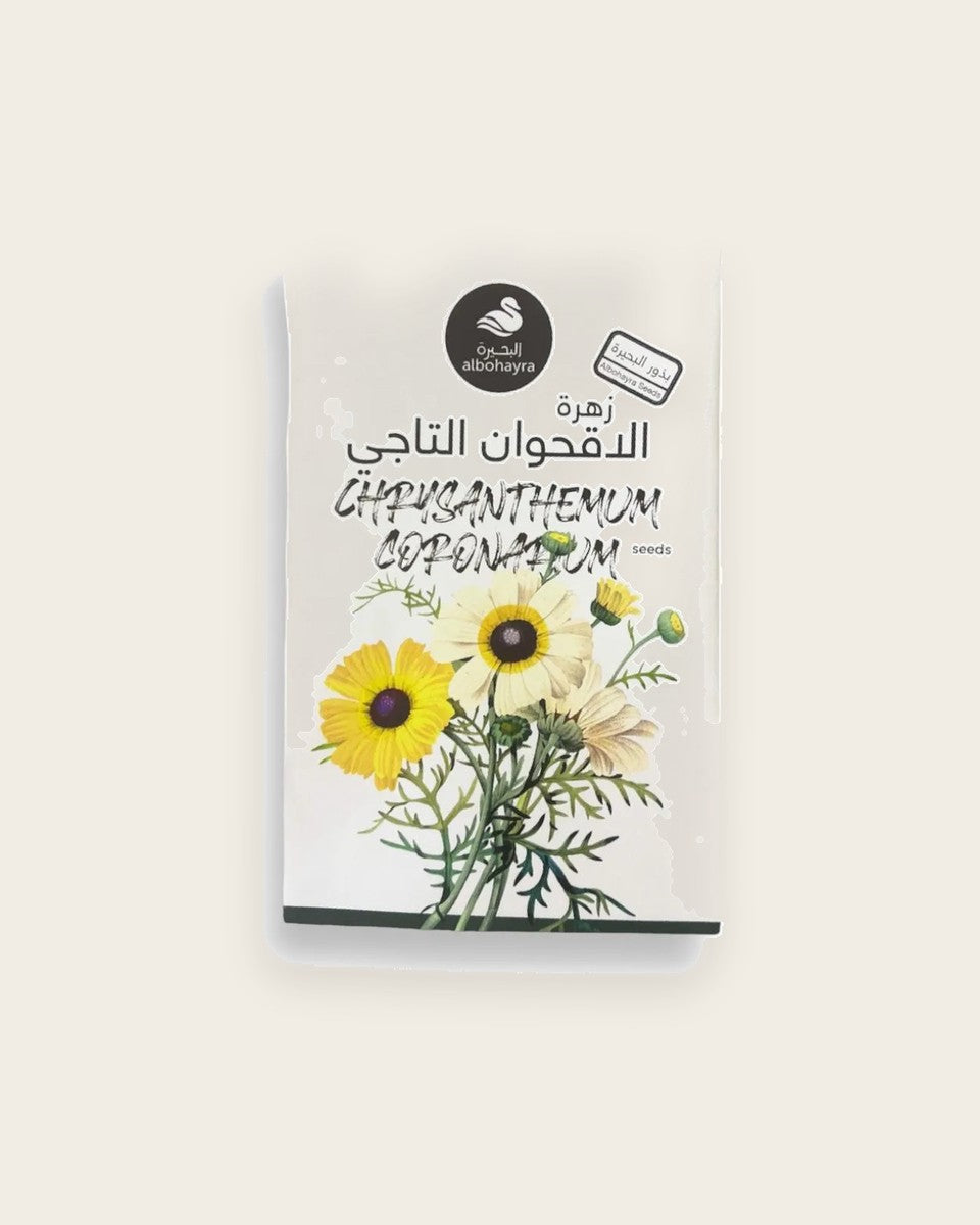 Chrysanthemum Coronarium Seeds بذور زهرة الاقحوان التاجي