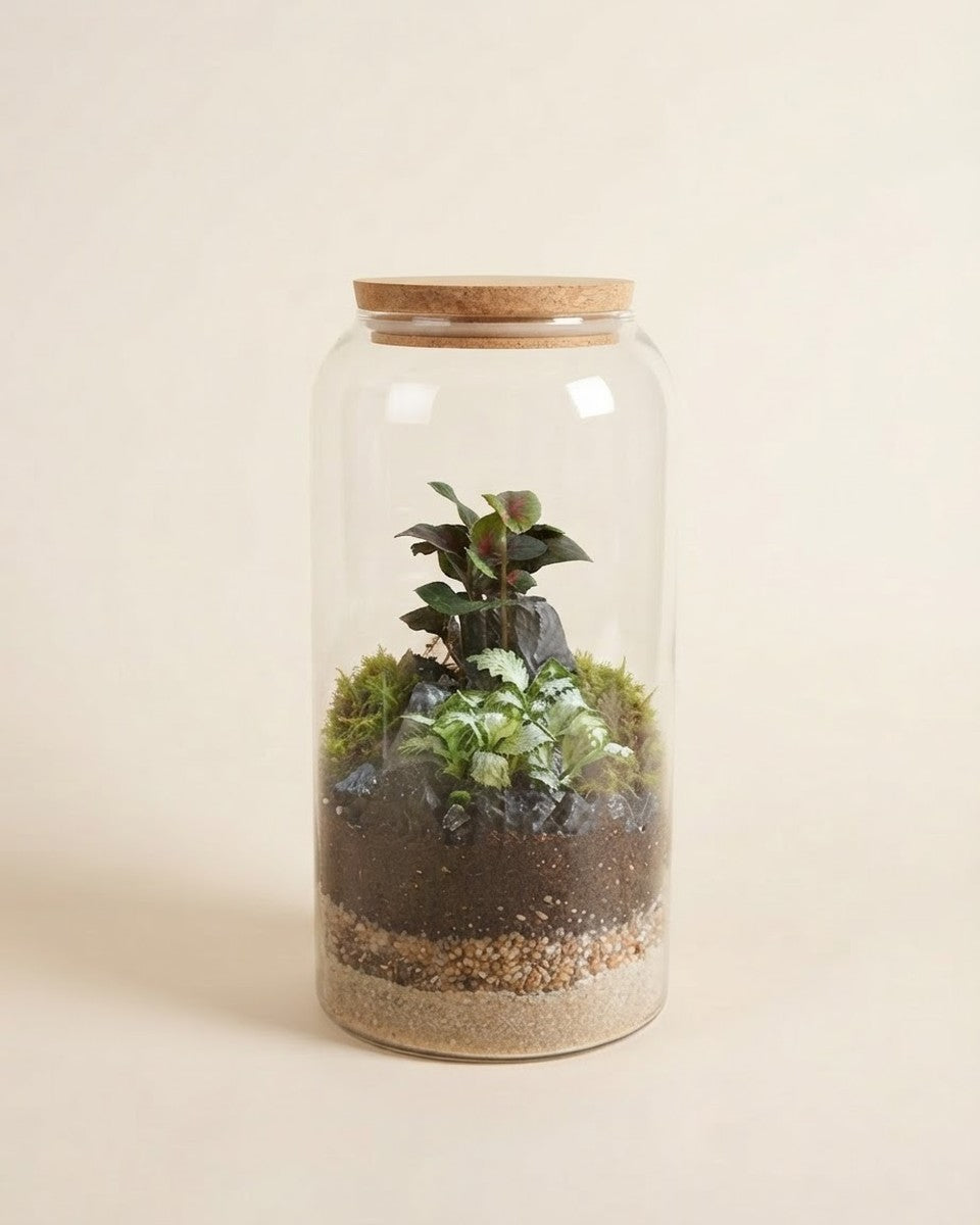 Closed Capsule Terrarium تيراريوم