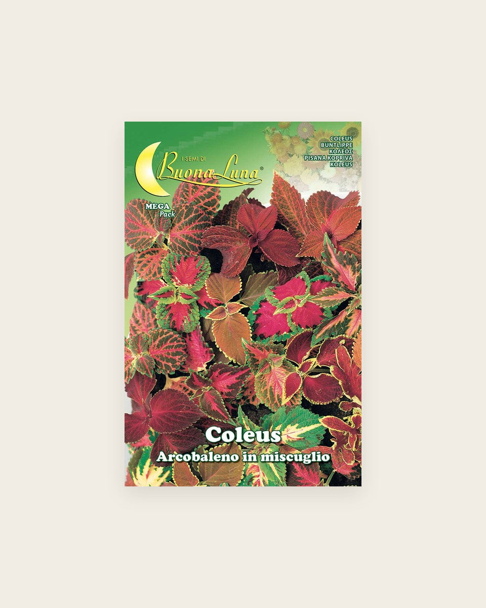 Coleus