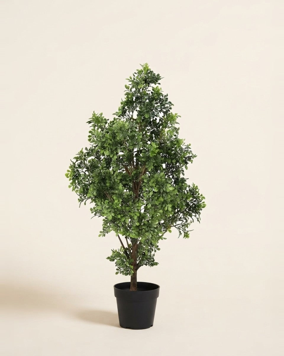 Conical mizilan potted plant