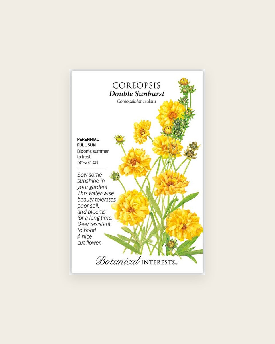 Coreopsis, Double Sunburst Coreopsis Seeds