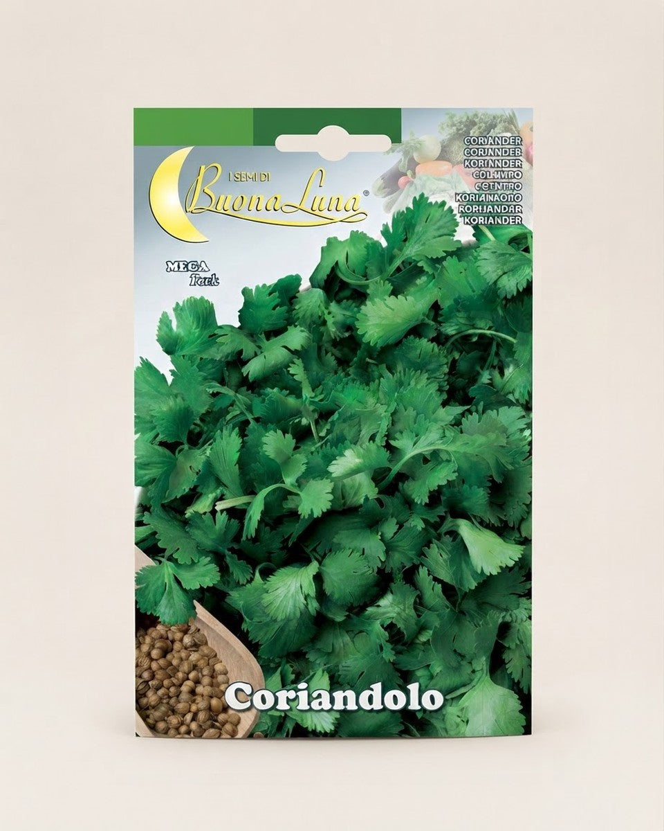 Coriander