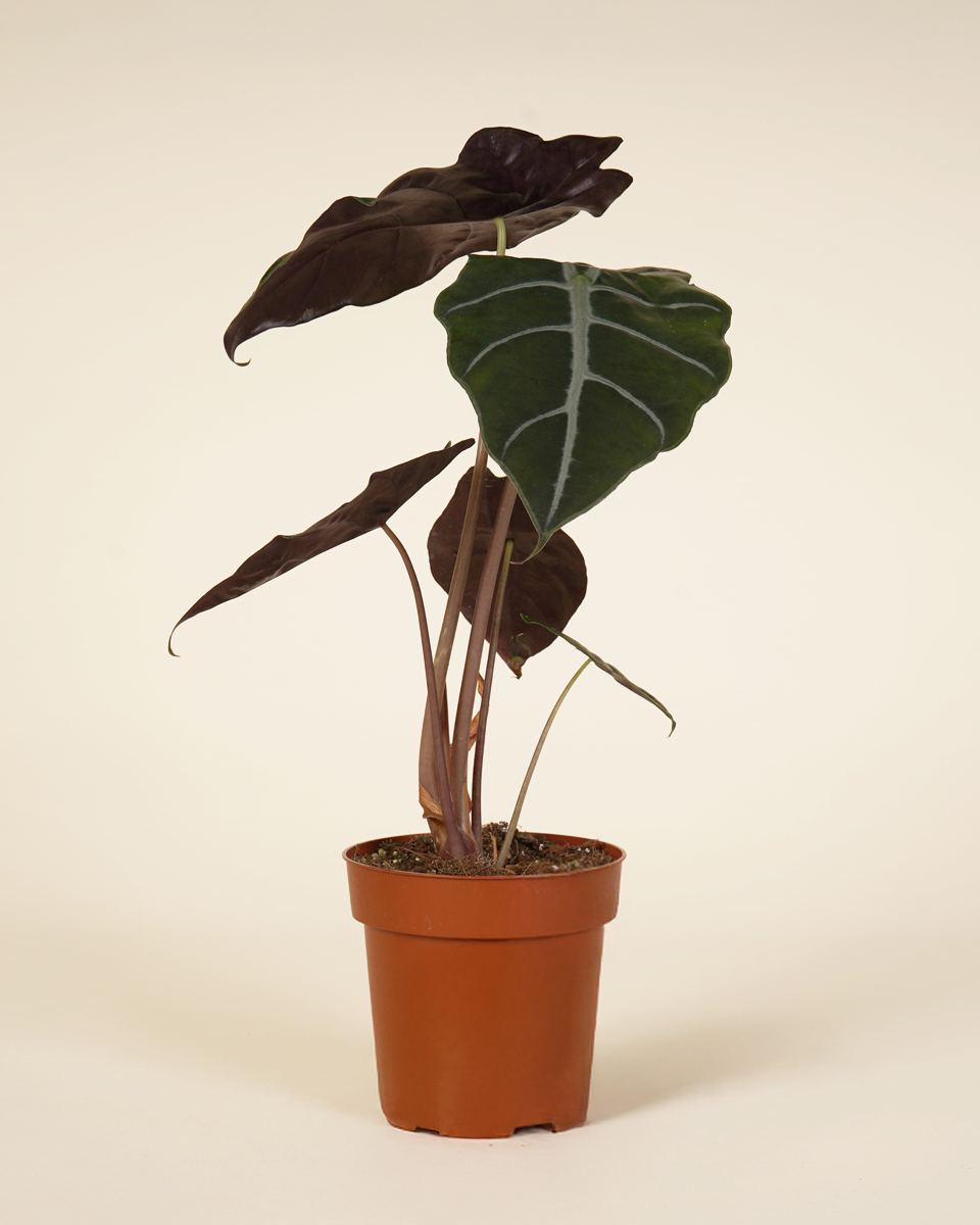 Alocasia Pride Of Corup