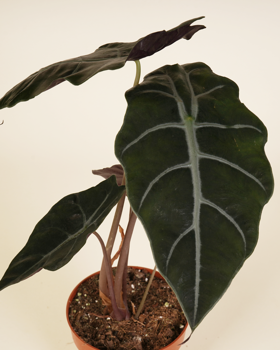 Alocasia Pride Of Corup