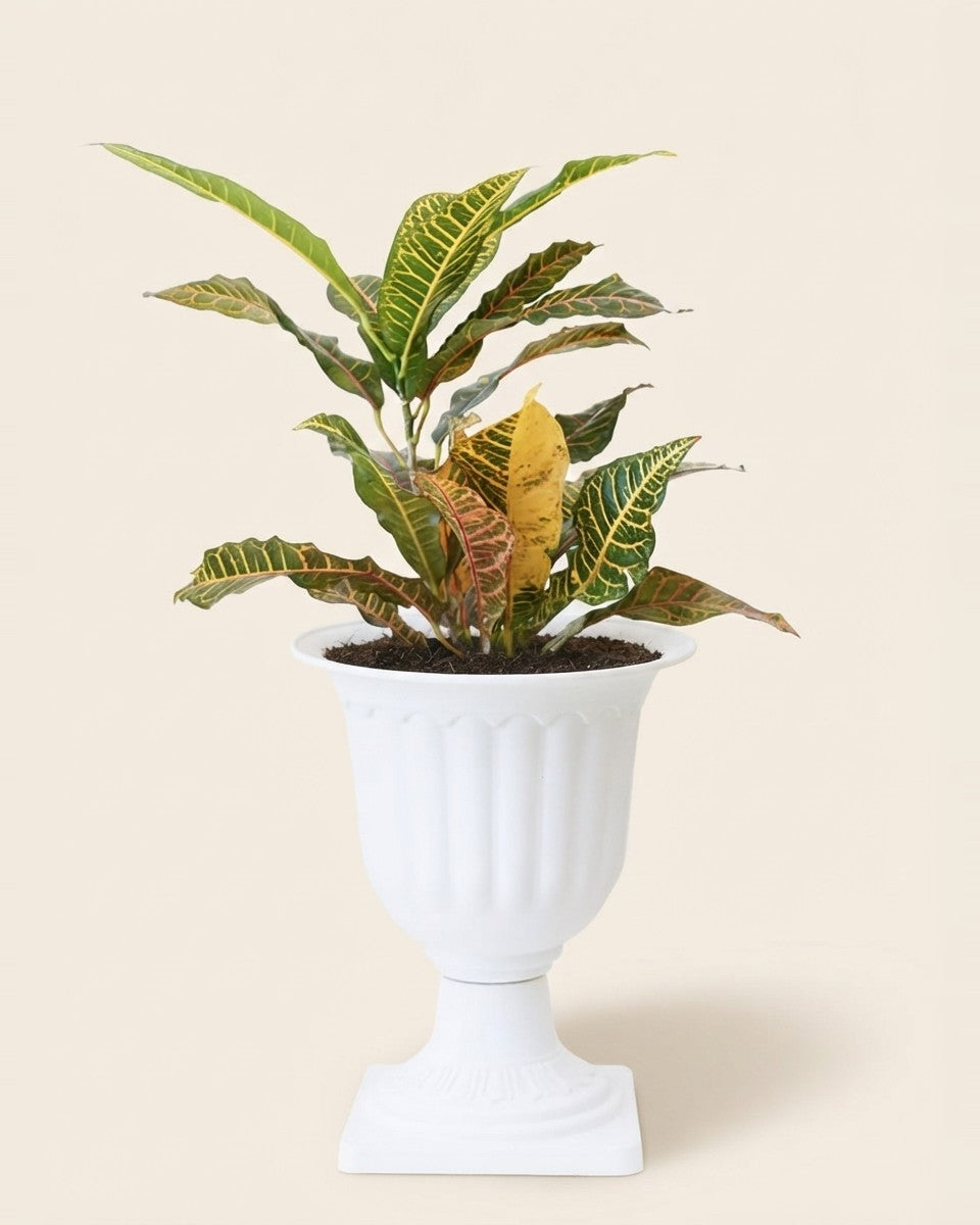 Croton With White Pot