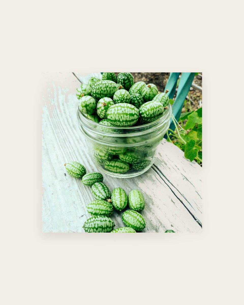 Cucamelon Mexican Cucumber
