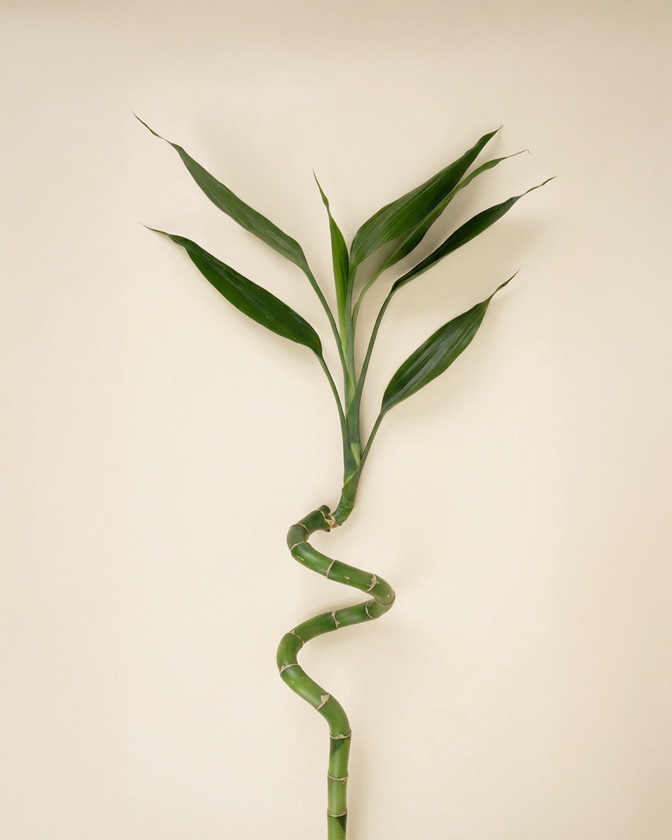 Dracaena Spiral Lucky Bamboo – Single Stick