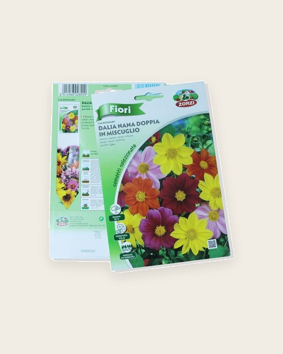 Dahlia Flower Seeds