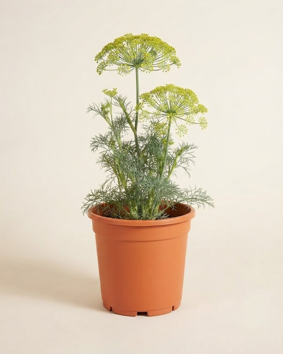 Dill Mammoth