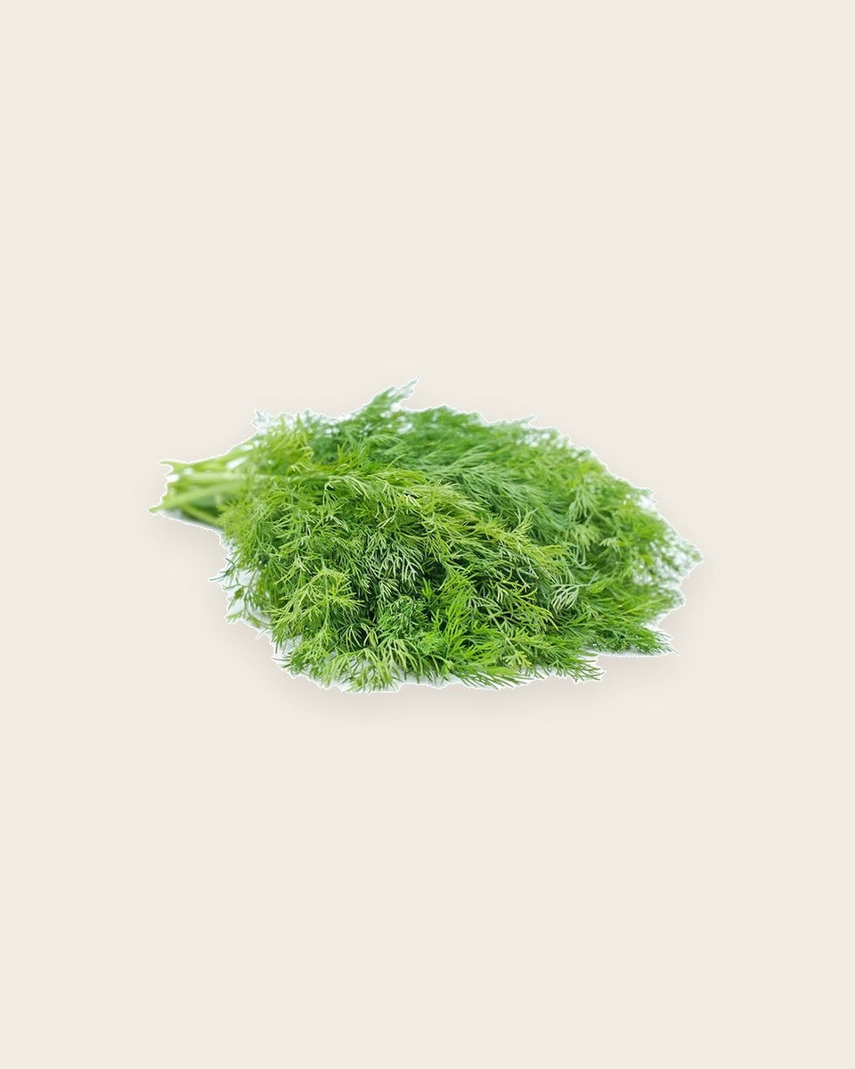 Dill Seeds بذور الشبت
