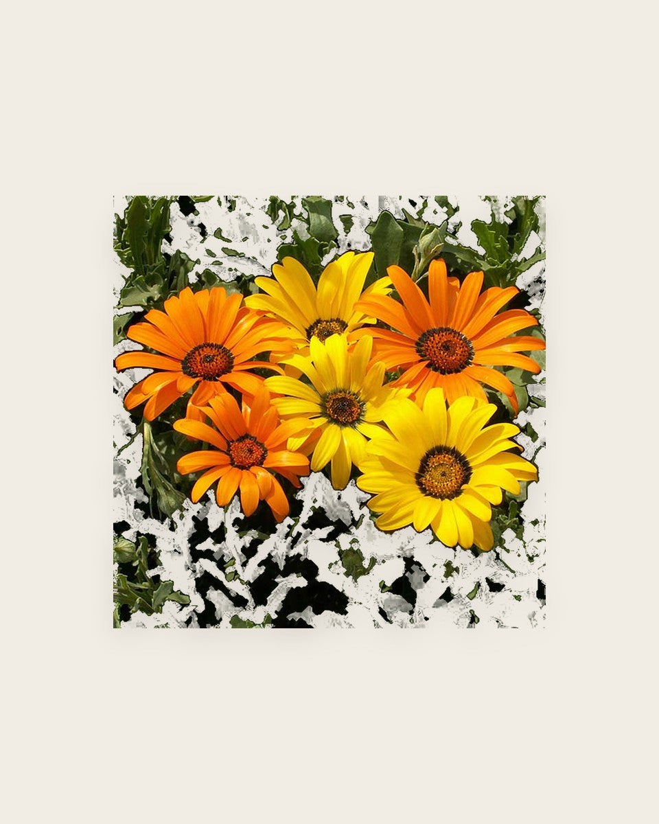 Dimorphotheca African Daisy