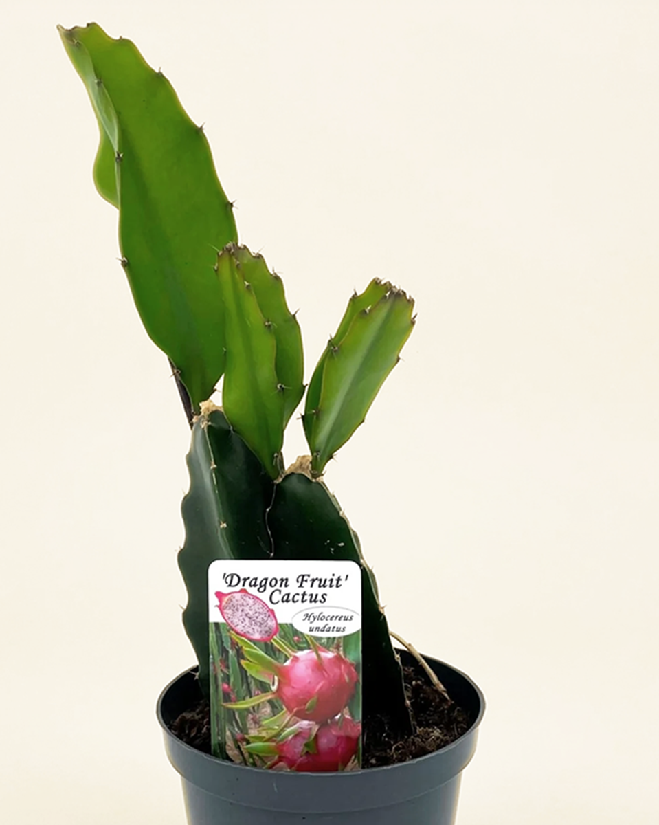 Dragon Fruit Plant نبات فاكهة التنين