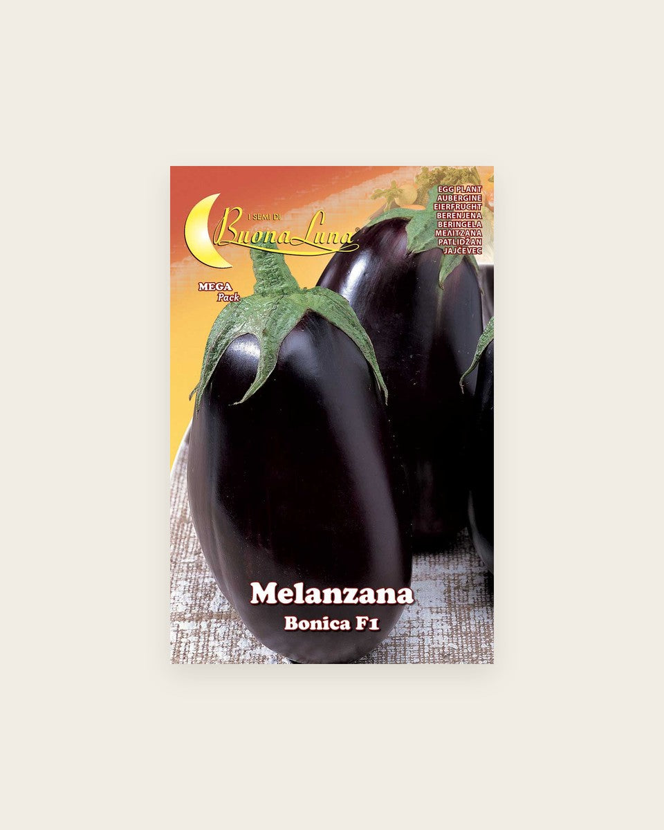 Eggplant 'Tonda Bonica'