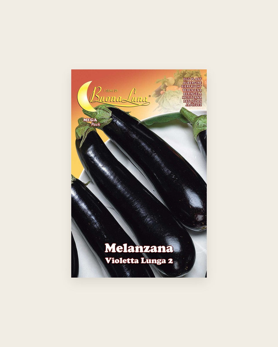 Eggplant Violetta Lunga 2