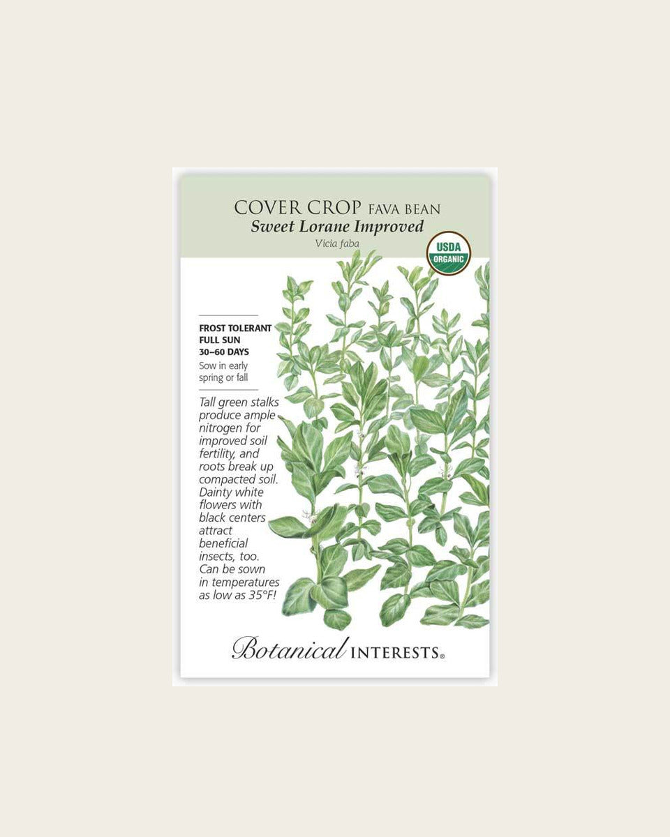 Fava Bean, Sweet Lorane Improved Fava Bean Cover Crop Seeds – Organic (Large Packet)